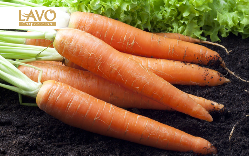 Bạn sẽ ngạc nhiên từ công dụng chăm sóc tóc của cà-rốt.