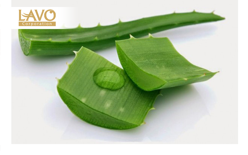 Phương pháp hạn chế gàu bằng cây lô hội.