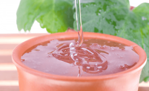 Trị Gàu Hiệu Quả Với Tinh Dầu Thiên Nhiên