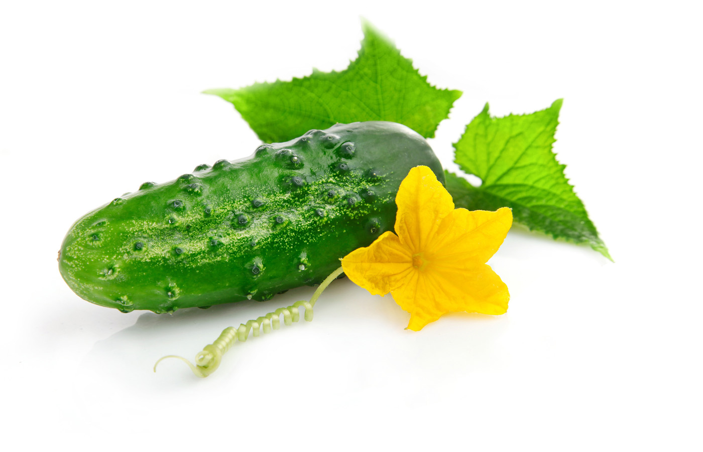 Bí Quyết Tóc Dài Từ Nước Ép Dưa Chuột