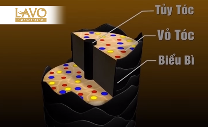 Nguyên Lý Thẩm Thấu Thuốc Nhuộm Vào Tóc