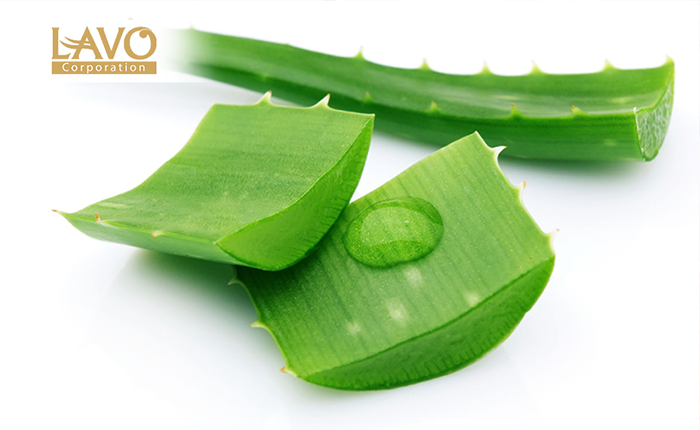 Phương Pháp Chăm Sóc Tóc Hiệu Quả Từ Lô Hội