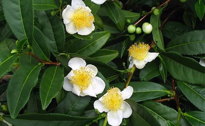 Bí Quyết Trị Hói Đầu Bằng Những Cách Tự Nhiên